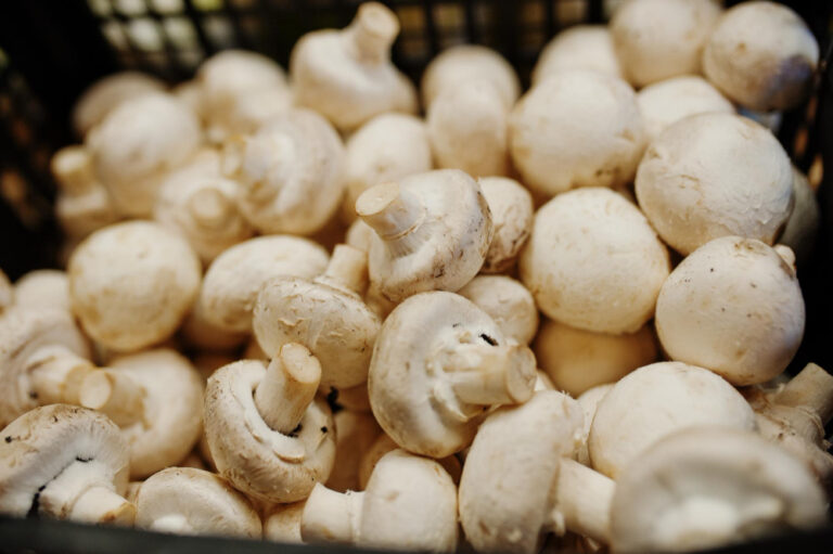 Comprehensive Guide to Mushroom Farming in Kenya